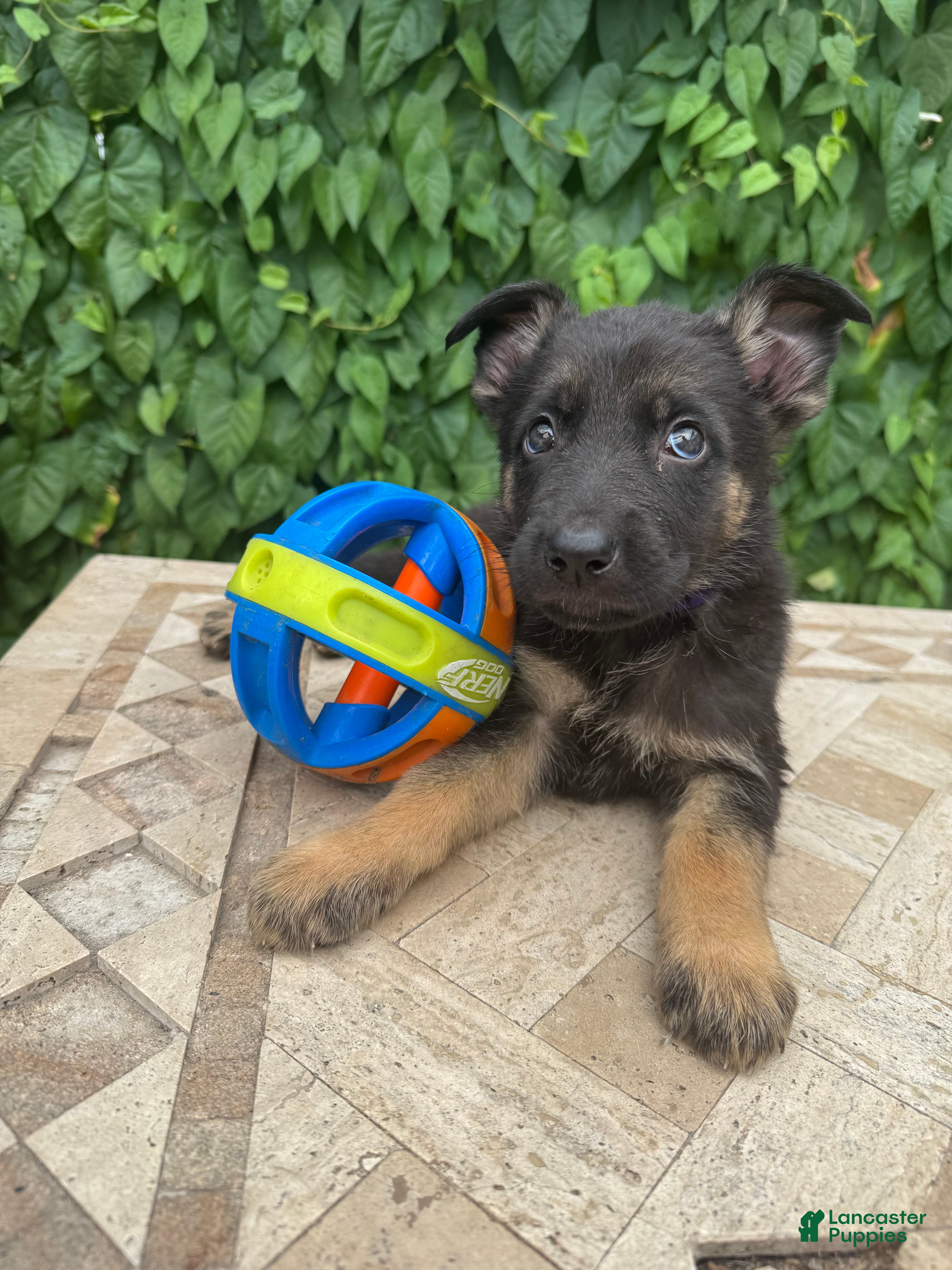German Shepherd dogs Bentley   - Ad 42