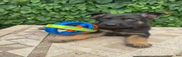 German Shepherd dogs for sale: Bentley   - Ad 1