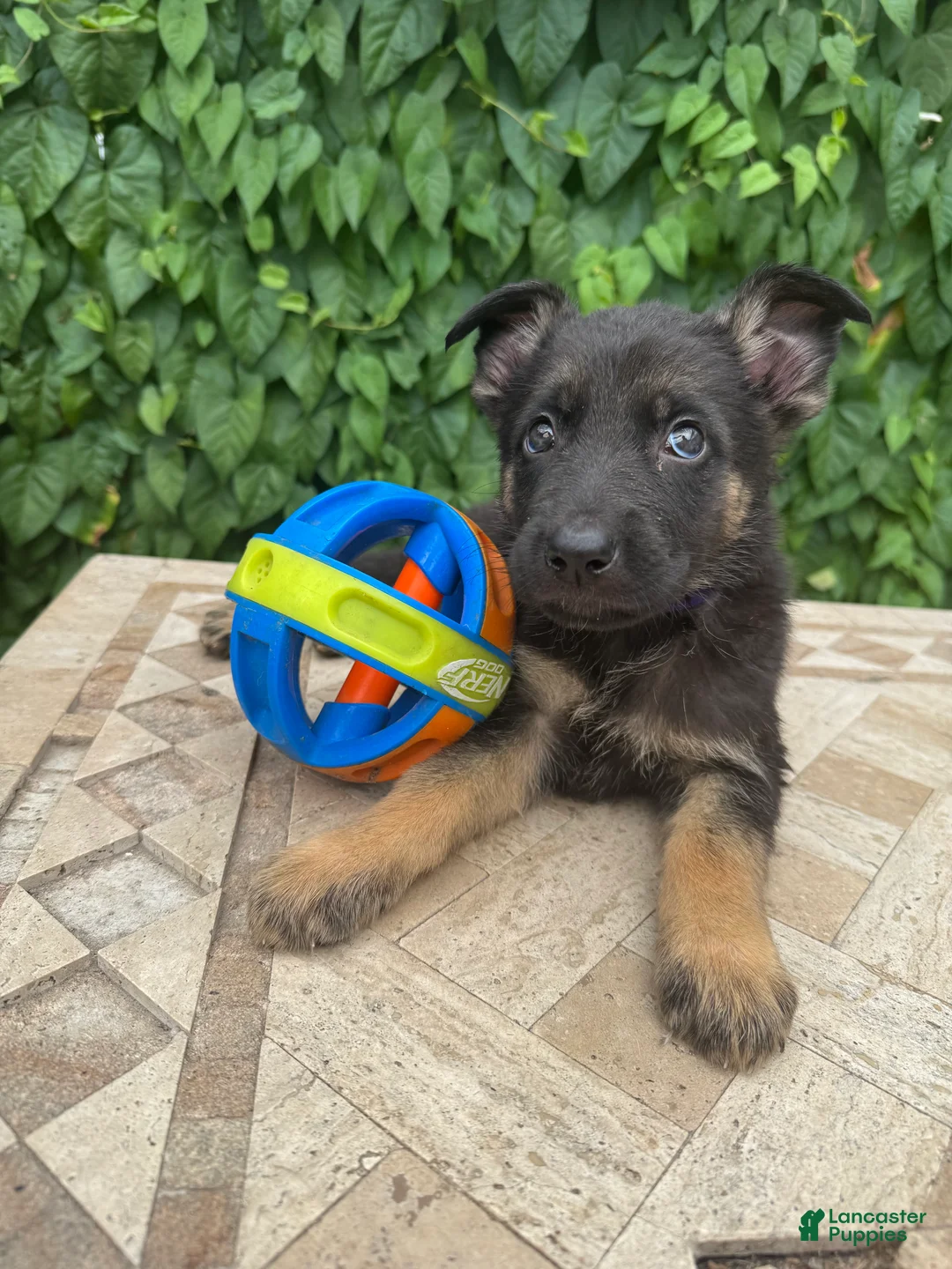 German Shepherd dogs for sale: Bentley   - Ad 1