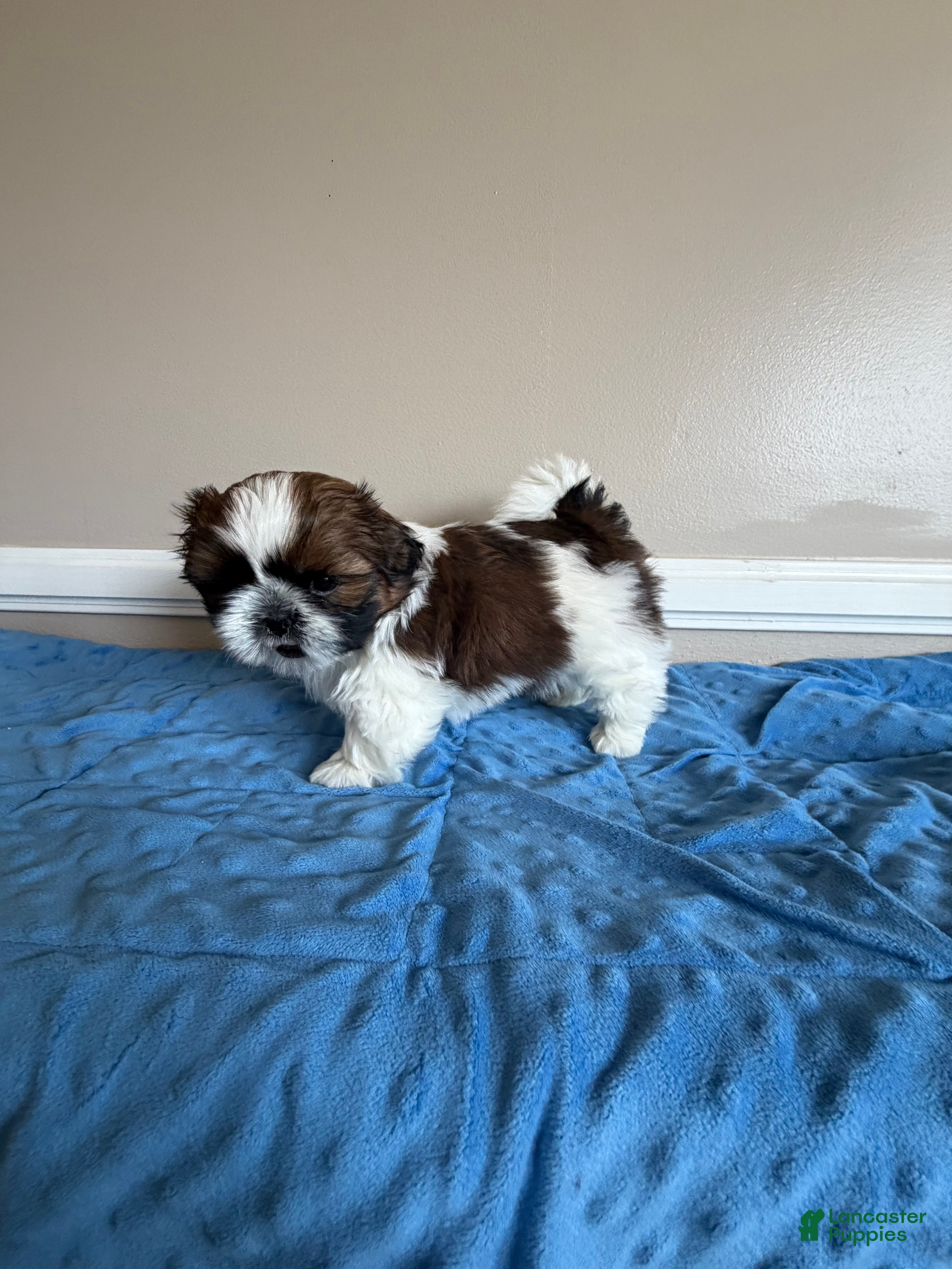 Shih Tzu dogs for sale: Beethoven - Ad 3