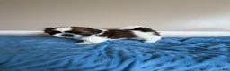 Shih Tzu dogs for sale: Beethoven - Ad 1