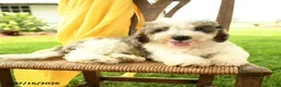 Mini Bernedoodle dogs for sale: Cara  - Ad 2