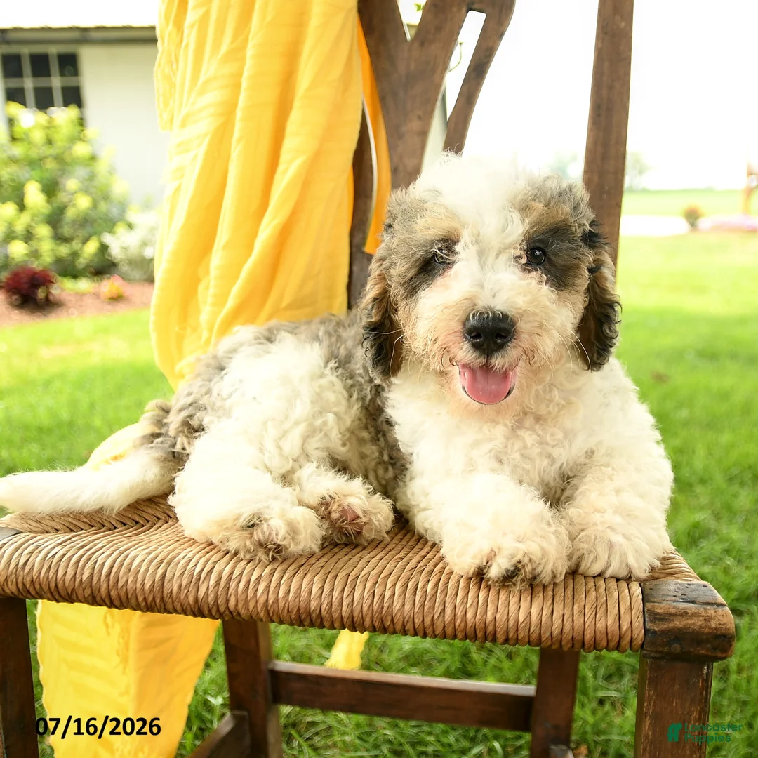 Mini Bernedoodle dogs for sale: Cara  - Ad 2