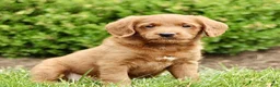 Labradoodle dogs for sale: Sky  - Ad 1