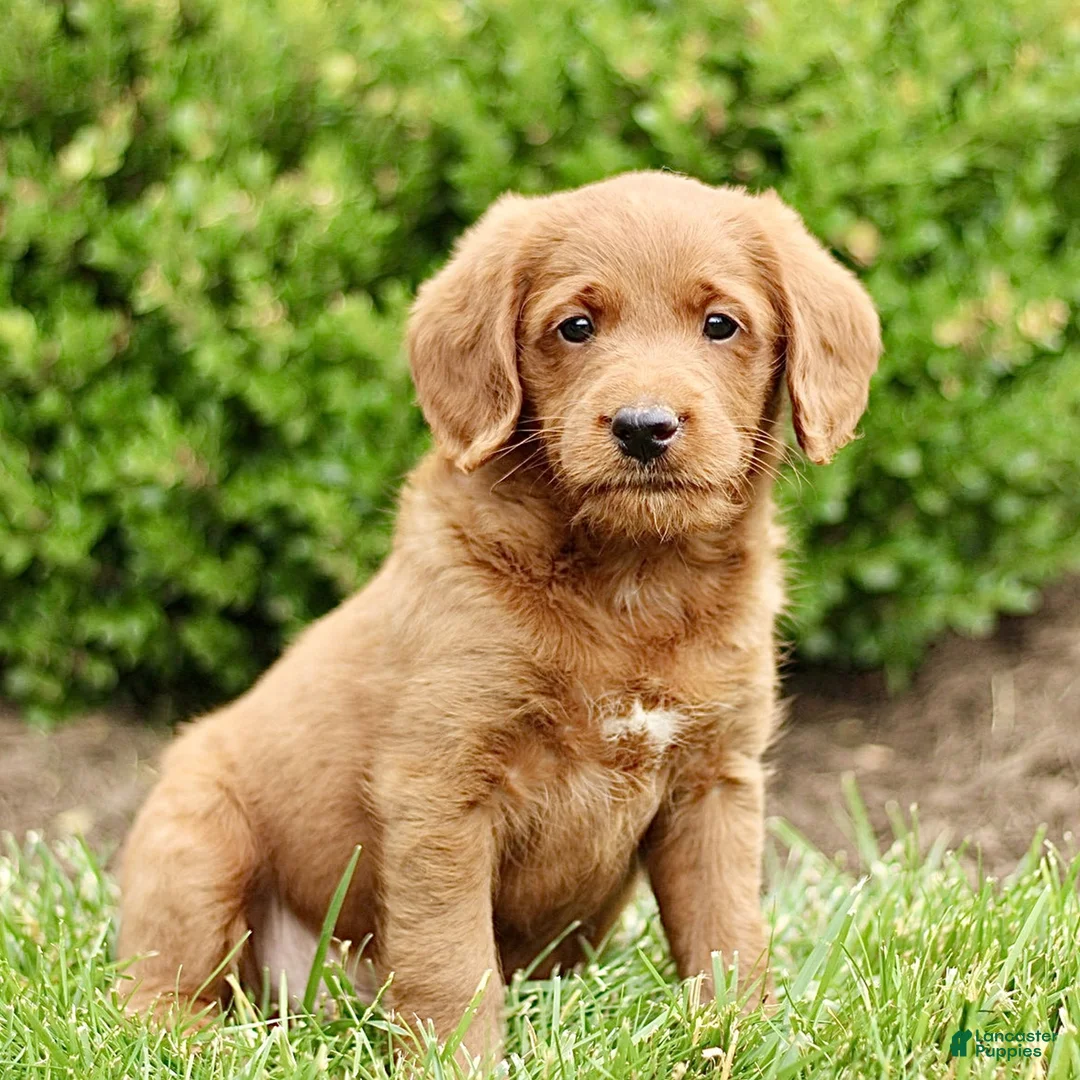 Labradoodle dogs for sale: Sky  - Ad 1