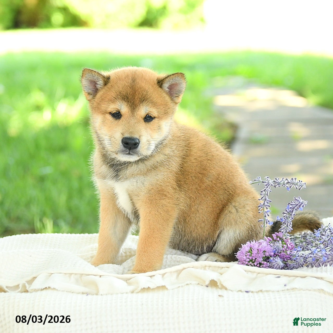 Shiba Inu dogs Emerald - Ad 2