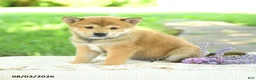 Shiba Inu dogs for sale: Emerald - Ad 2