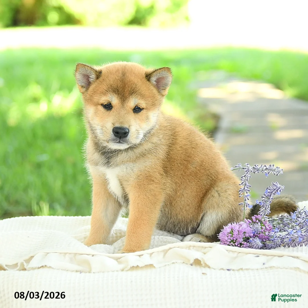 Shiba Inu dogs for sale: Emerald - Ad 2