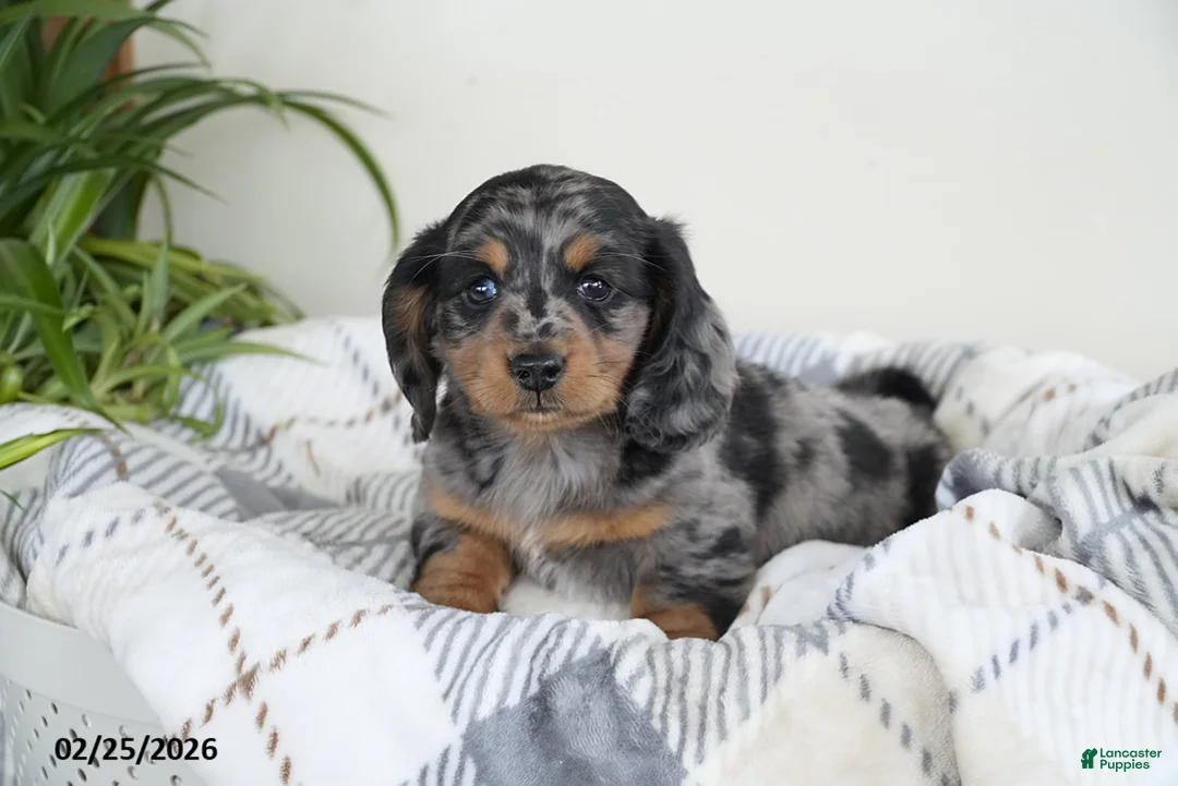 Miniature Dachshund dogs for sale: Captain - Ad 3
