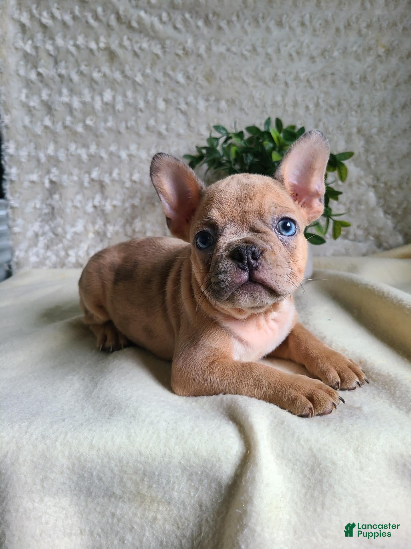 Frenchton dogs Milo - Ad 1
