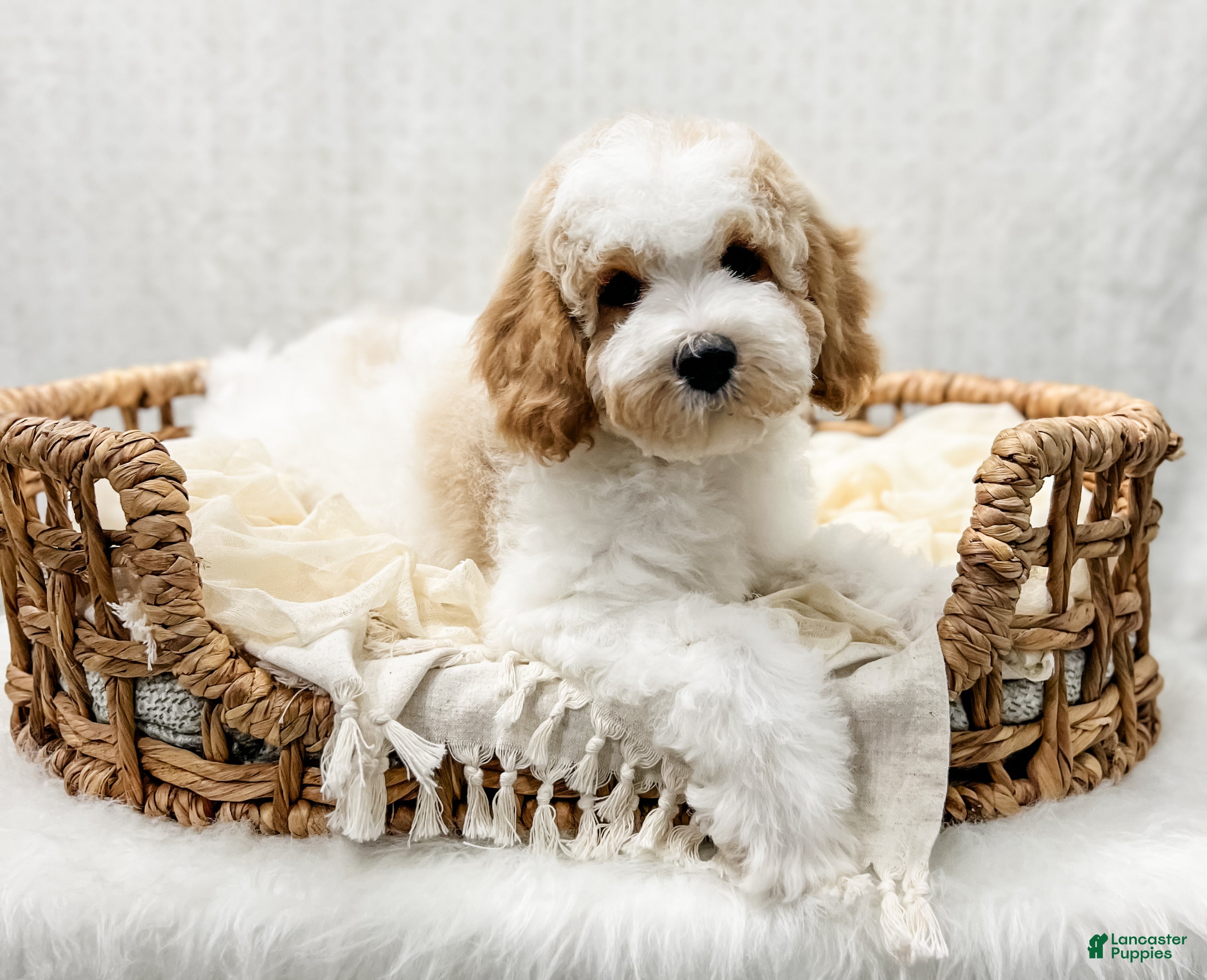 Cavapoo dogs River - Ad 2
