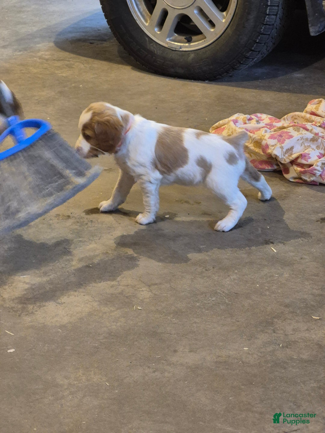 Brittany Spaniel dogs for sale: Donald - Ad 4