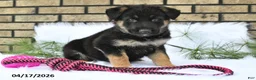 German Shepherd dogs for sale: Charles - Ad 5