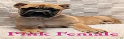 Cane Corso dogs for sale: Pink  - Ad 5