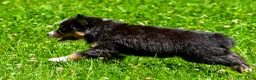 Miniature Australian Shepherd dogs for sale: Frank - Ad 7