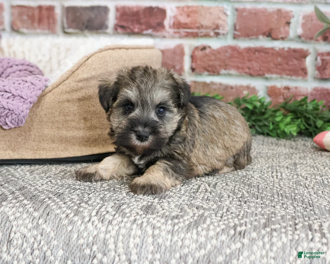 Miniature Schnauzer dogs for sale: Kimber  - Ad 1