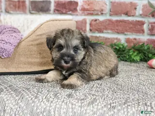 Miniature Schnauzer dogs Kimber - Ad 34