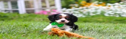 Cavalier King Charles Spaniel dogs for sale: Cooper - Ad 4