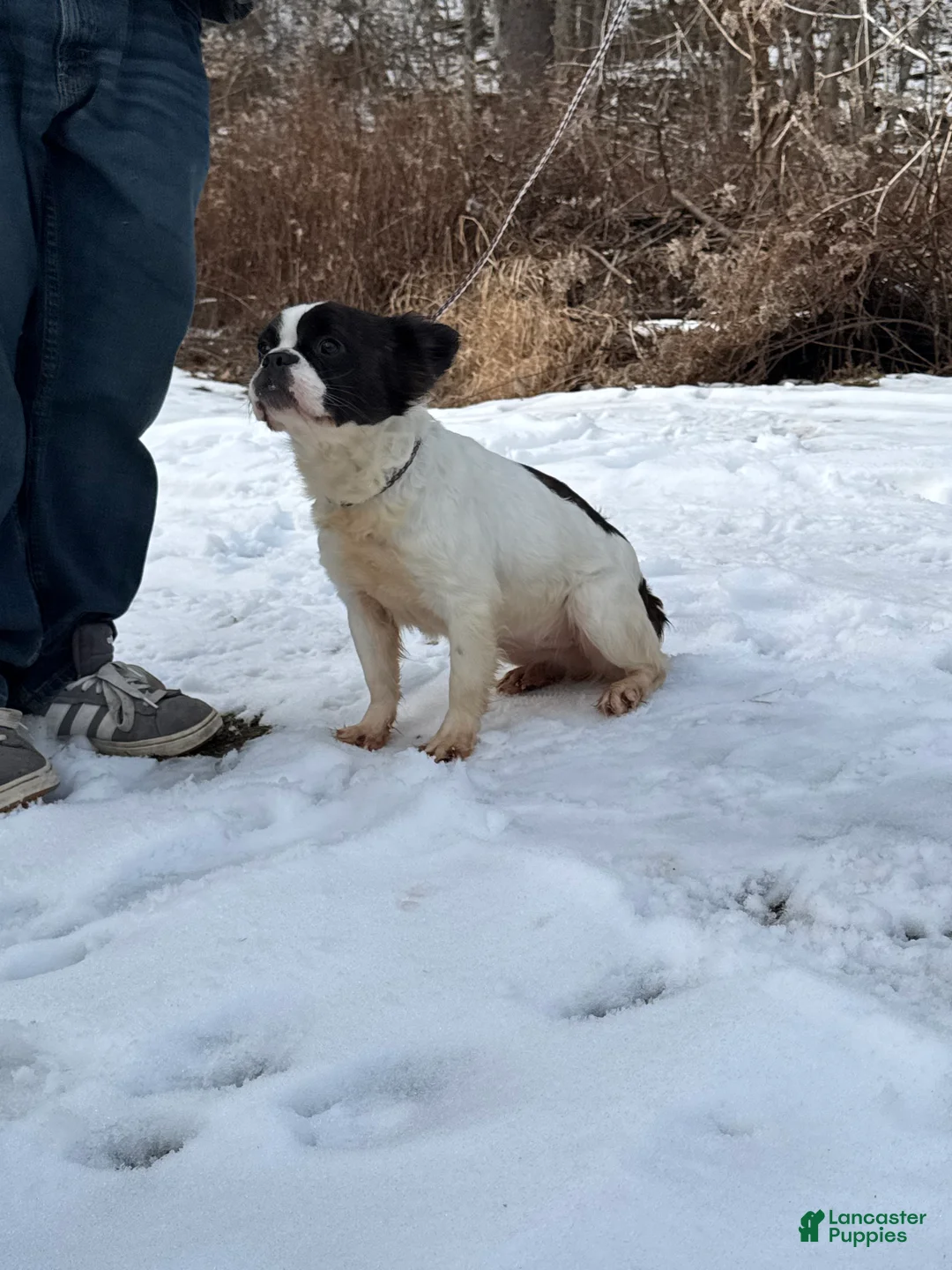 French Bulldog dogs for sale: Rachel - Ad 2