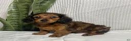 Miniature Dachshund dogs for sale: Theo  - Ad 9