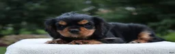 Cavalier King Charles Spaniel dogs for sale: Trixy - Ad 8