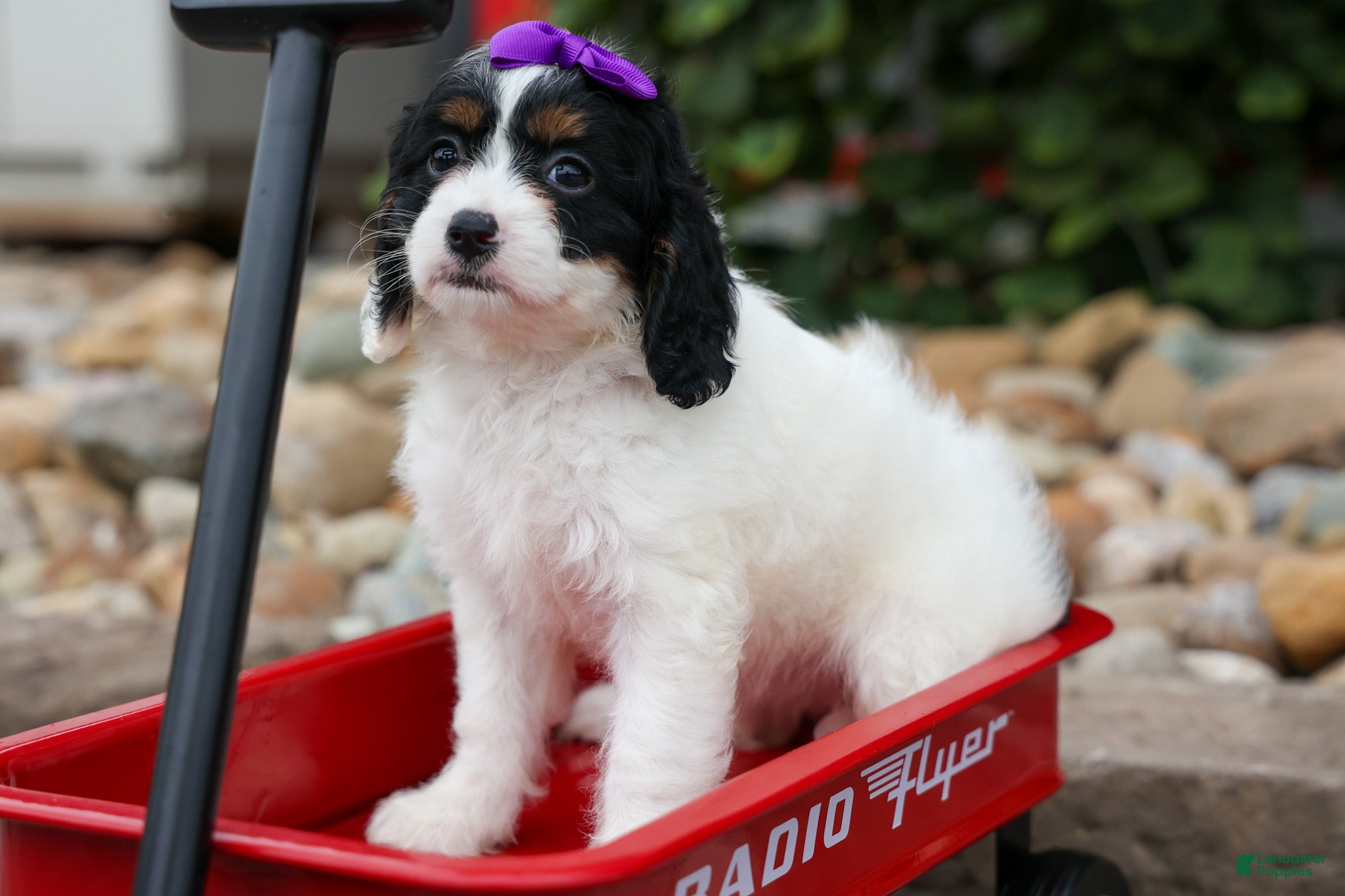 Cavapoo dogs Priscilla🌸 - Ad 2