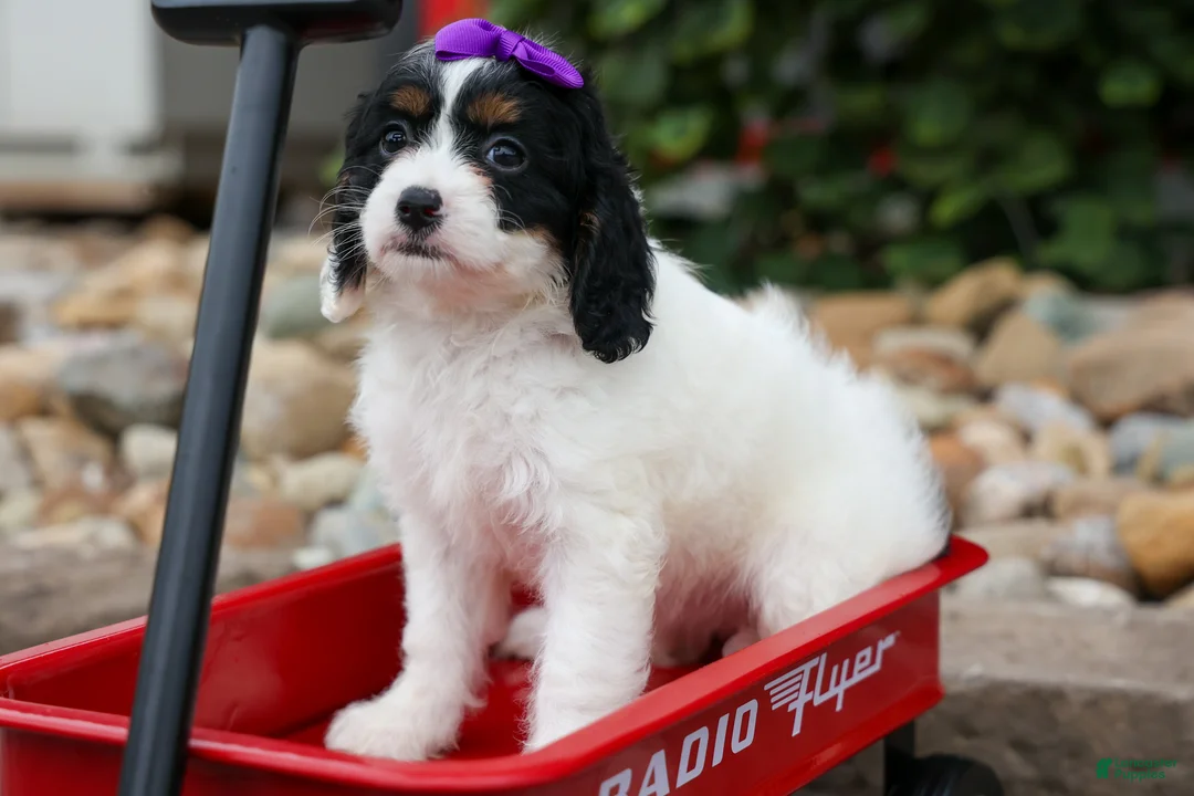 Cavapoo dogs for sale: Priscilla🌸 - Ad 2