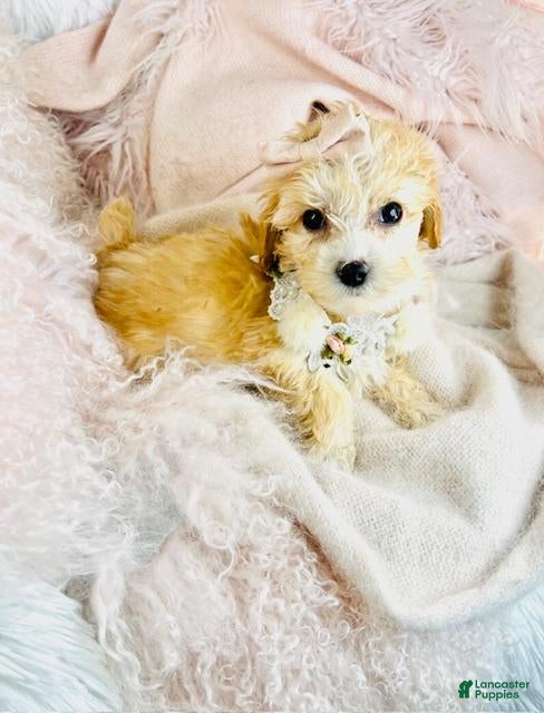 Maltipoo dogs Maltipoo Puppy 1 - Ad 1