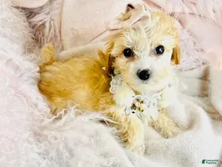 Maltipoo dogs Maltipoo Puppy 1 - Ad 1