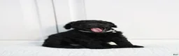 Standard Poodle dogs for stud: Shimba - Ad 5