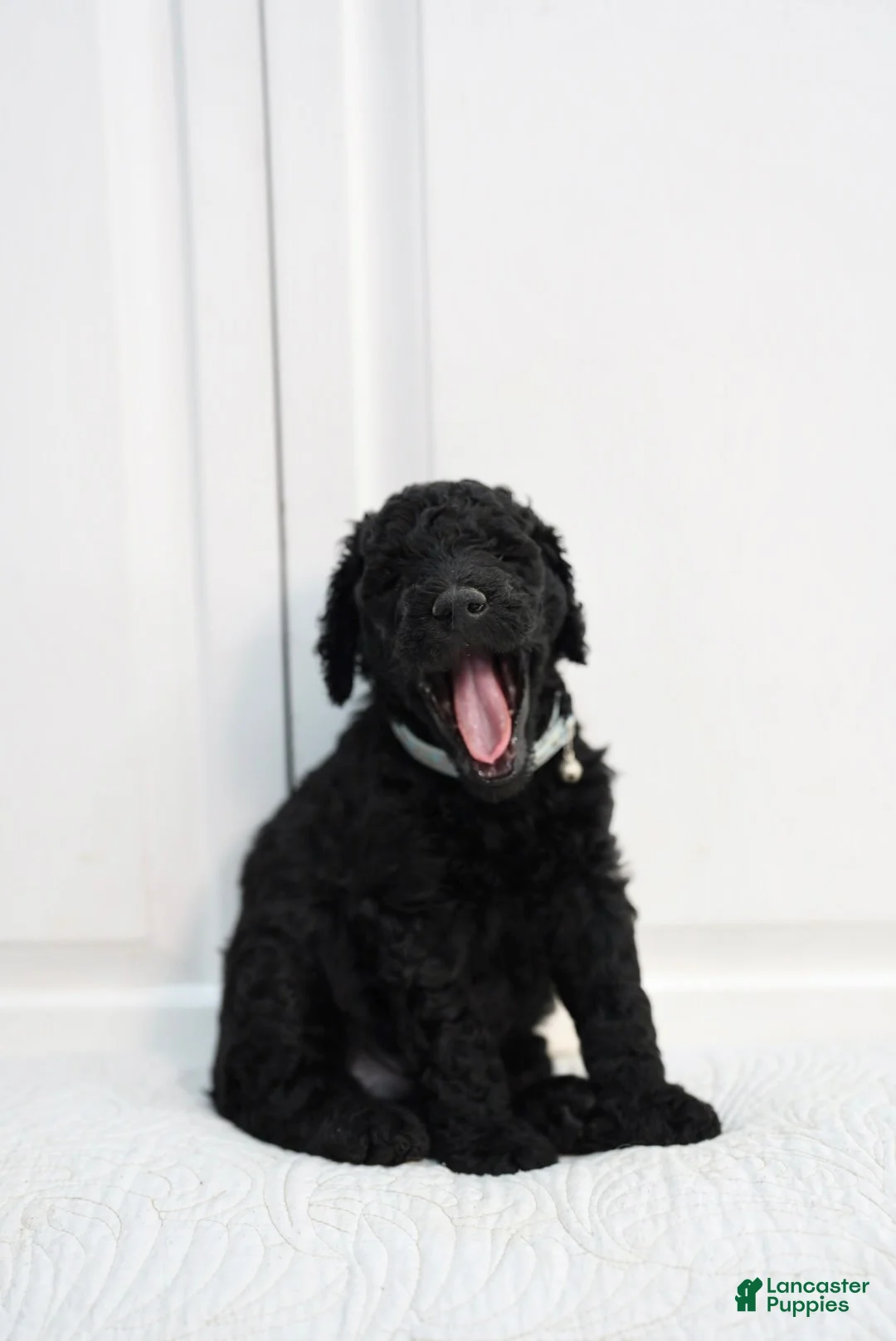 Standard Poodle dogs for stud: Shimba - Ad 5