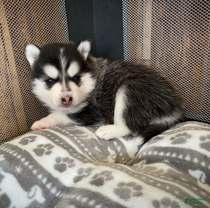 Pomsky dogs Reba - 2 year Health Contract - Family Loved and raised  - Ad 1