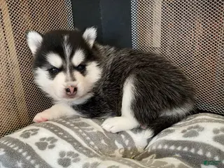 Pomsky dogs for sale: Reba - 2 year Health Contract - Family Loved and raised - Ad 2