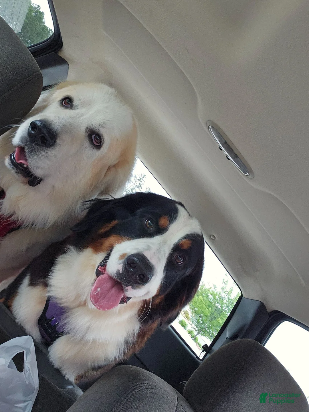 Mixed Breed dogs for sale: Light blue - Ad 2