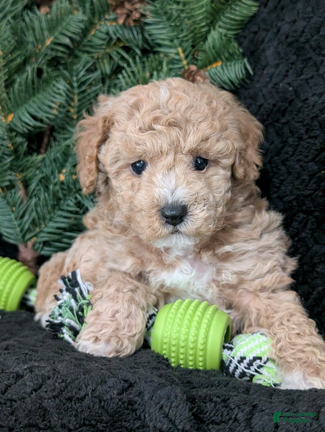 Cavachon dogs for sale: Scotty  - Ad 1