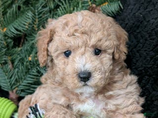 Cavachon dogs Scotty - Ad 2