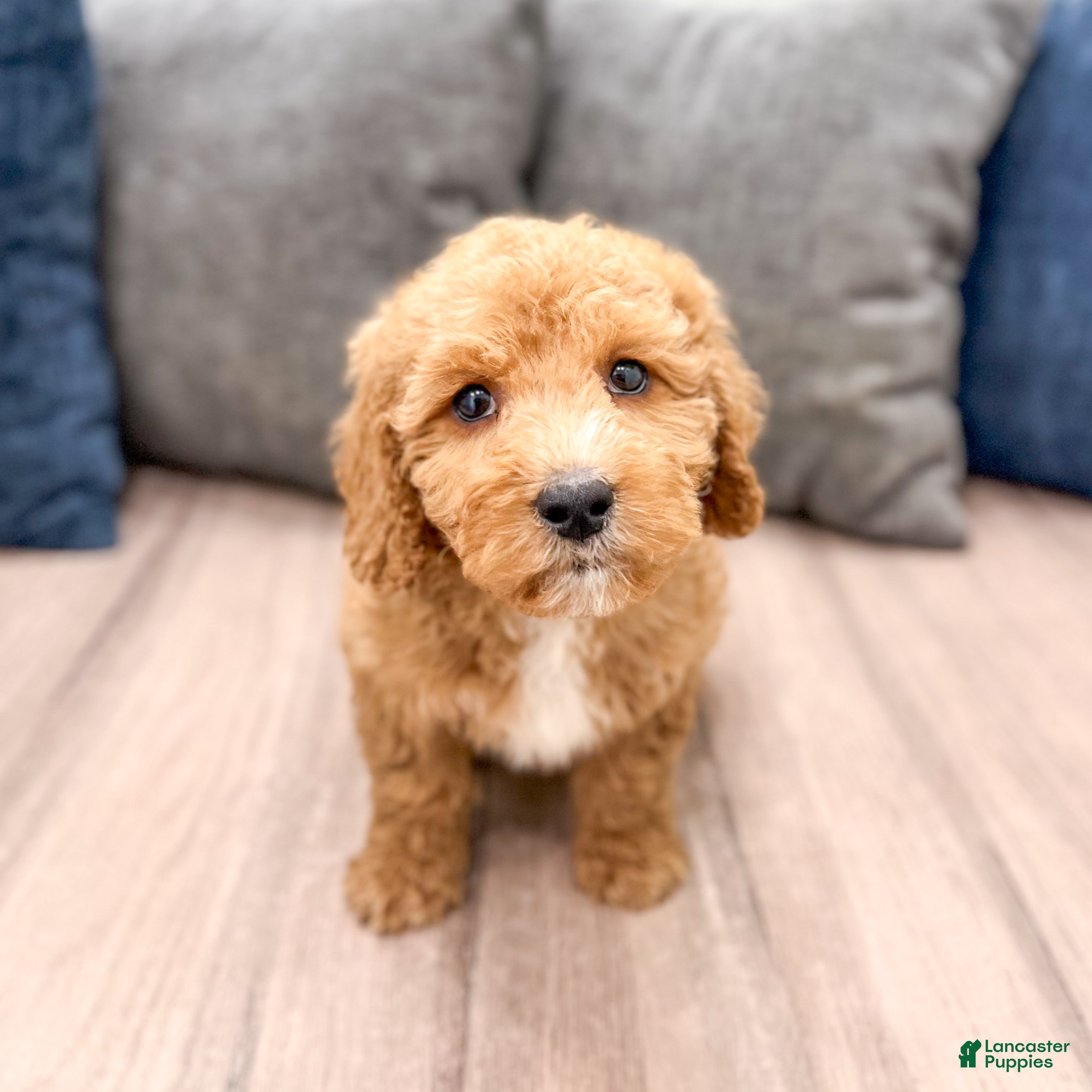 Miniature Labradoodle dogs Kent - Ad 1