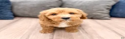 Miniature Labradoodle dogs for sale: Kent - Ad 1