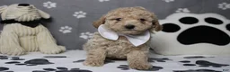 Havapoo dogs for sale: Willie  - Ad 2