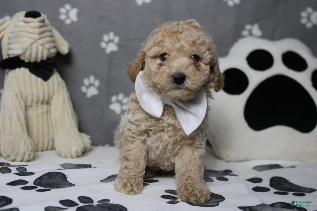 Havapoo dogs for sale: Willie  - Ad 2