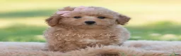 Mini Goldendoodle dogs for sale: nova - Ad 4