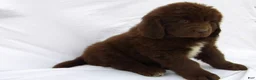 Newfoundland dogs for sale: Bear - Ad 5