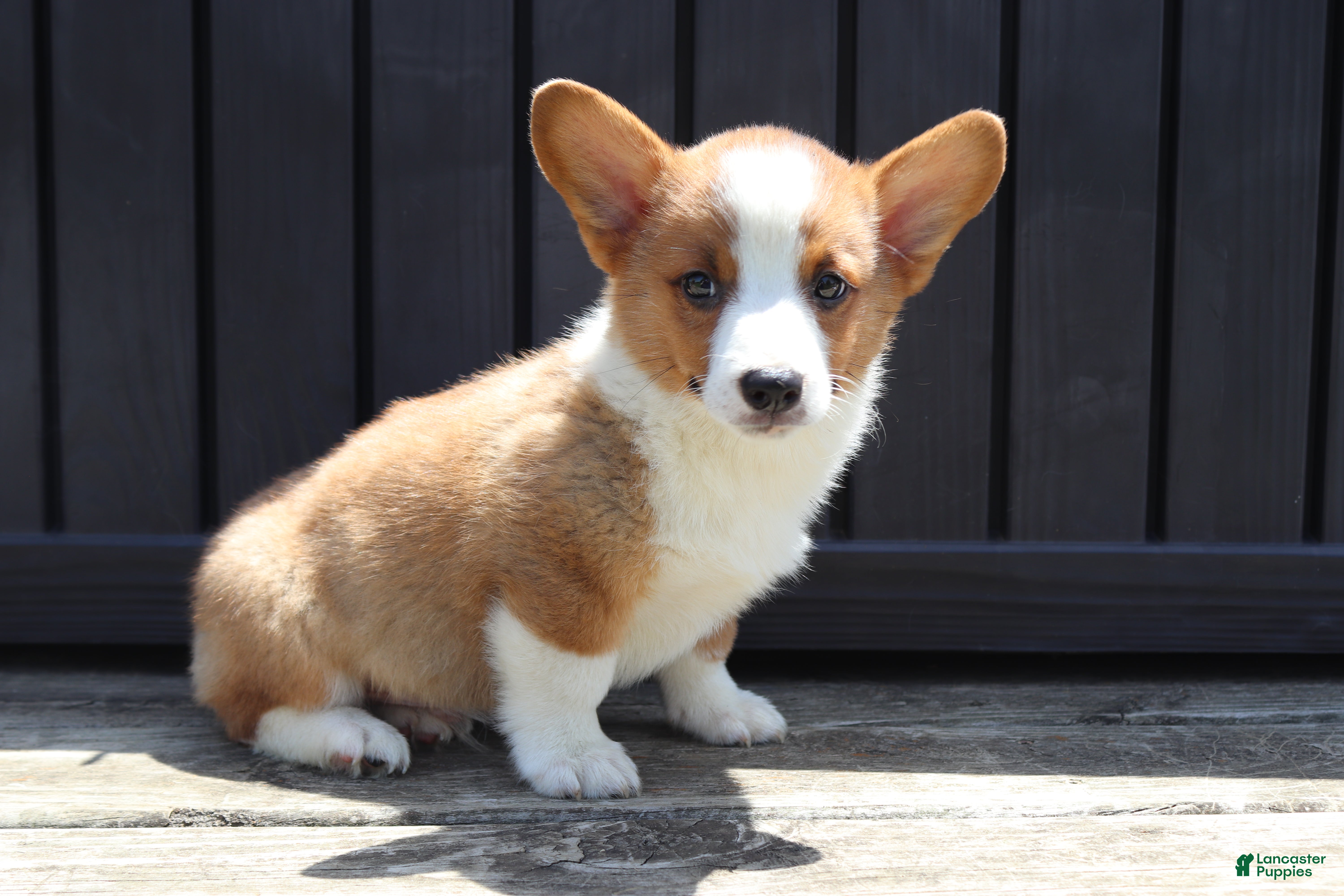 Welsh Corgi Pembroke dogs for sale: Tucker - Ad 2