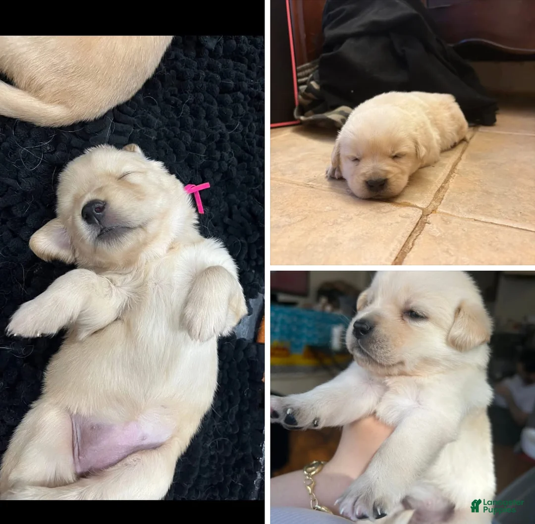 Labrador Retriever dogs for sale: Labrador Retriever Puppy 1 - Ad 1