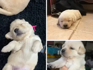 Labrador Retriever dogs Labrador Retriever Puppy 1 - Ad 14