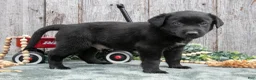 Mixed Breed dogs for sale: Sancho - Ad 2