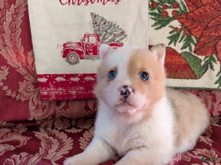 Welsh Corgi Pembroke dogs Flash - Ad 26