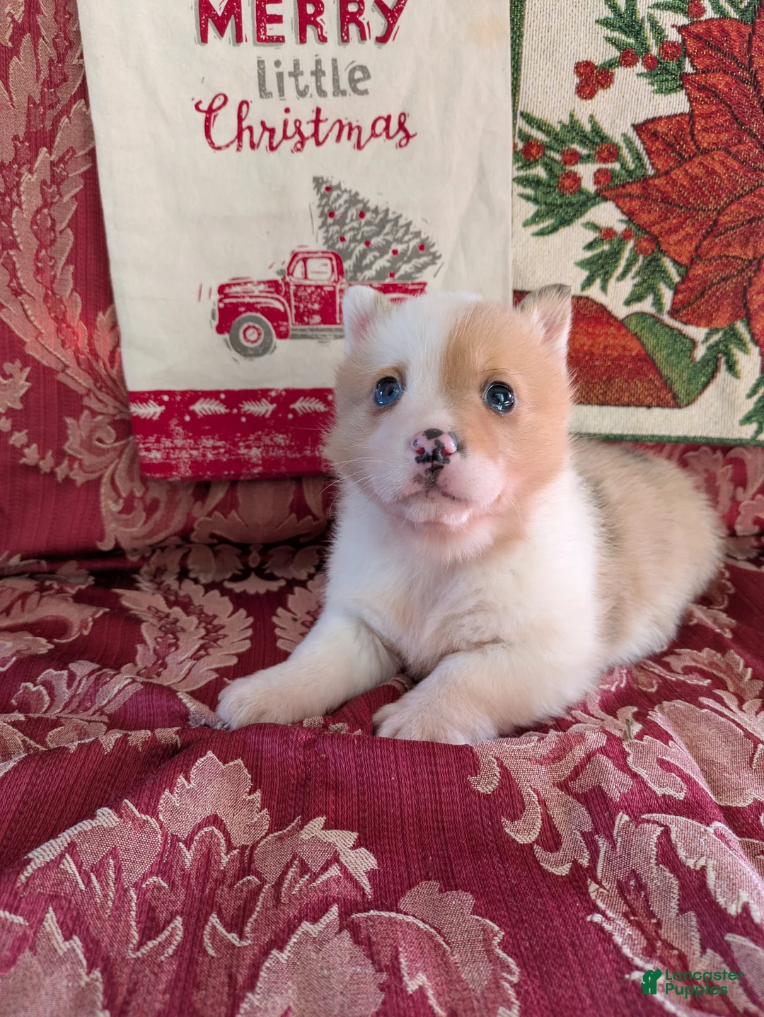 Welsh Corgi Pembroke dogs for sale: Flash - Ad 1