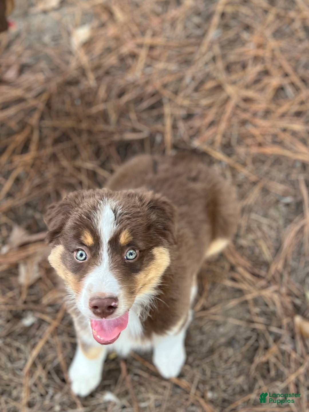 Australian Shepherd dogs for sale: Australian Shepherd Puppy 6 - Ad 3