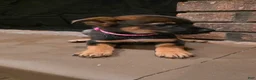 Mixed Breed dogs for sale: Hot pink - Ad 2